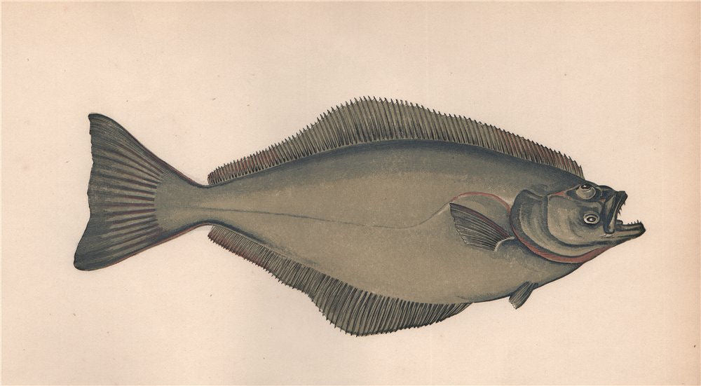 ATLANTIC HALIBUT Hippoglossus Pleuronectes Ladyfluke COUCH Fish 1862 old print